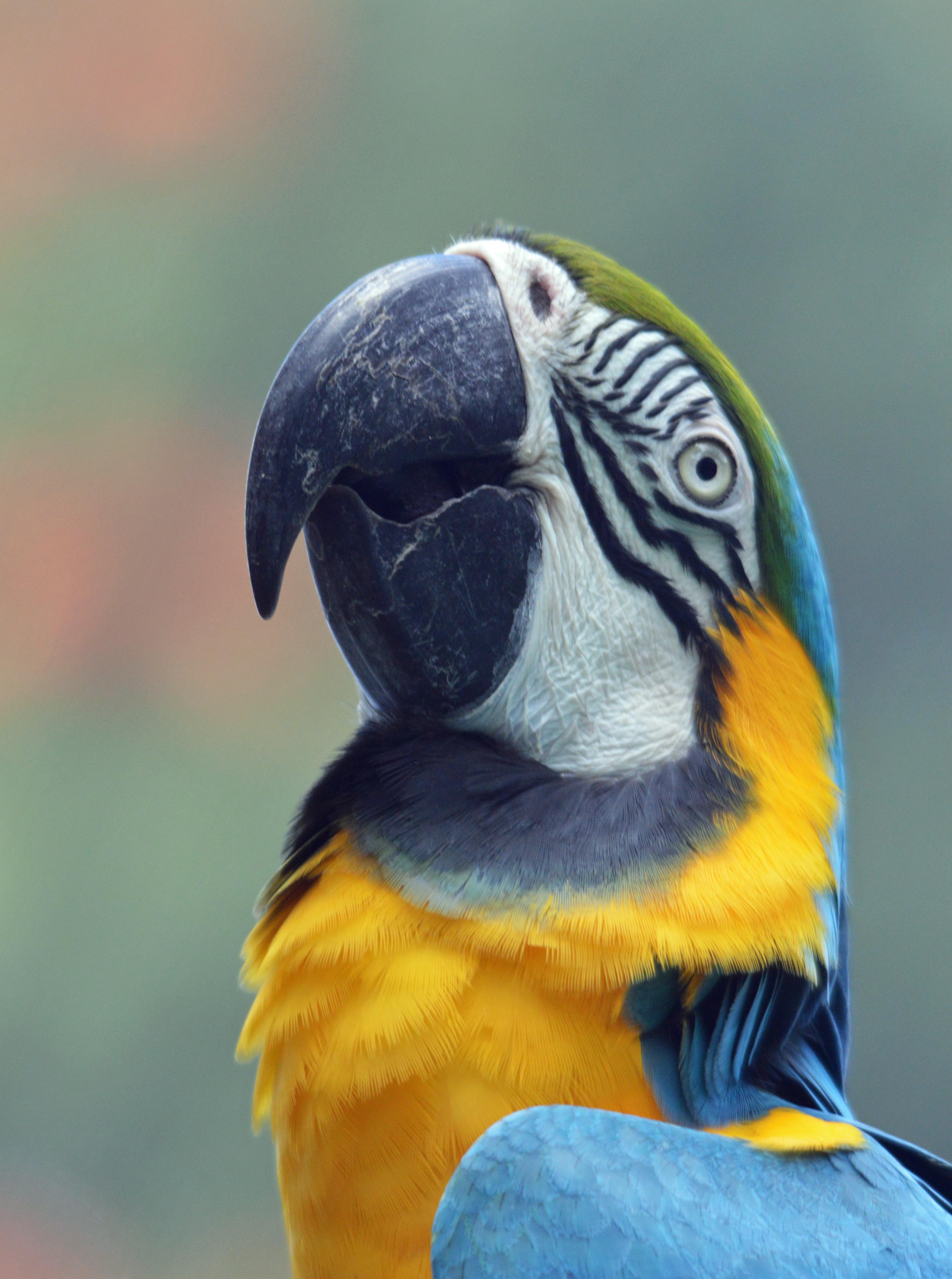 Blue and Gold Macaw. Central and South America. Photo: David Clode, taken at Birdworld Kuranda.