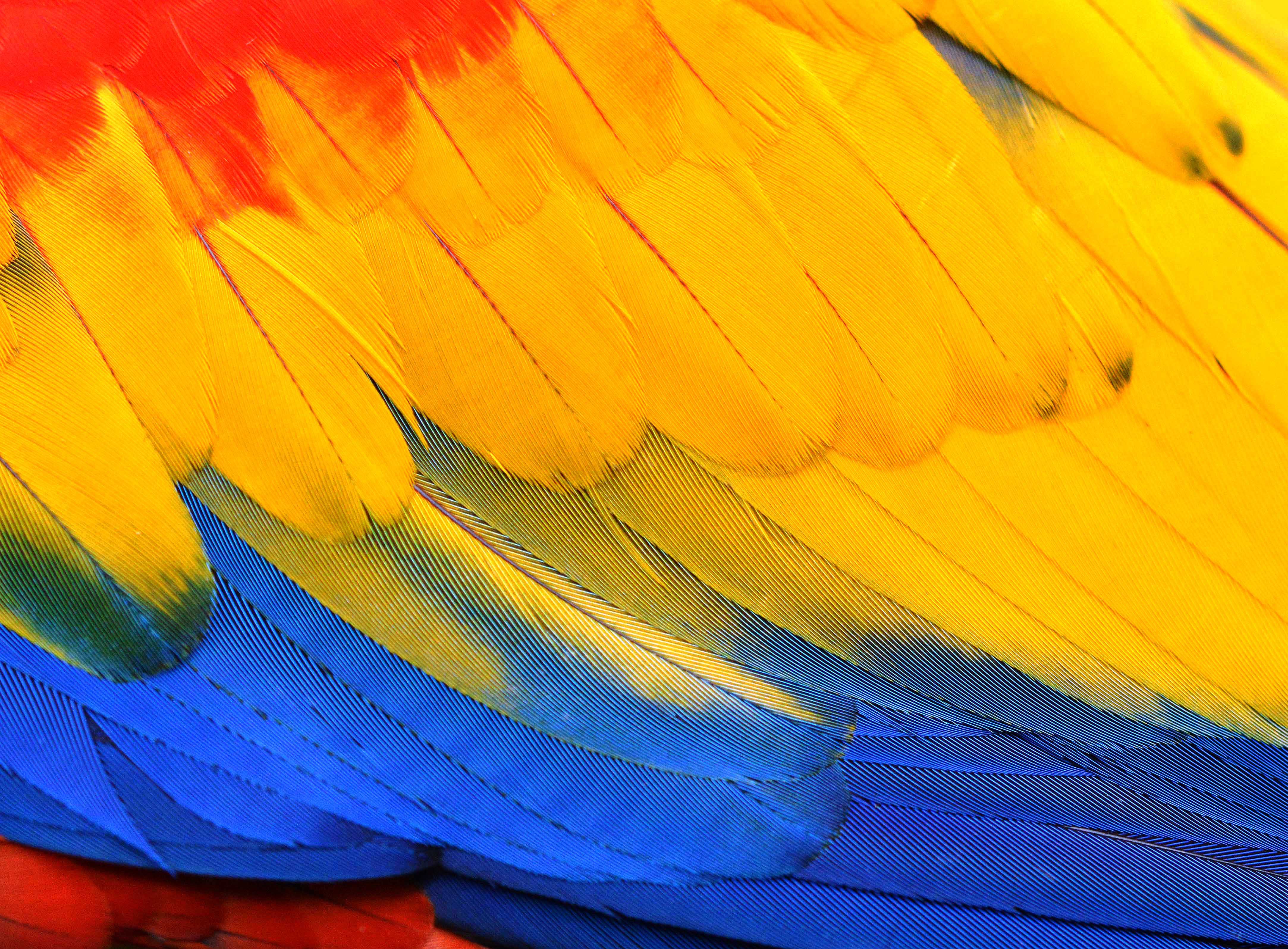Close up of the plumage of a Scarlet Macaw. Central and South America. Photo: David Clode, taken at Birdworld Kuranda.