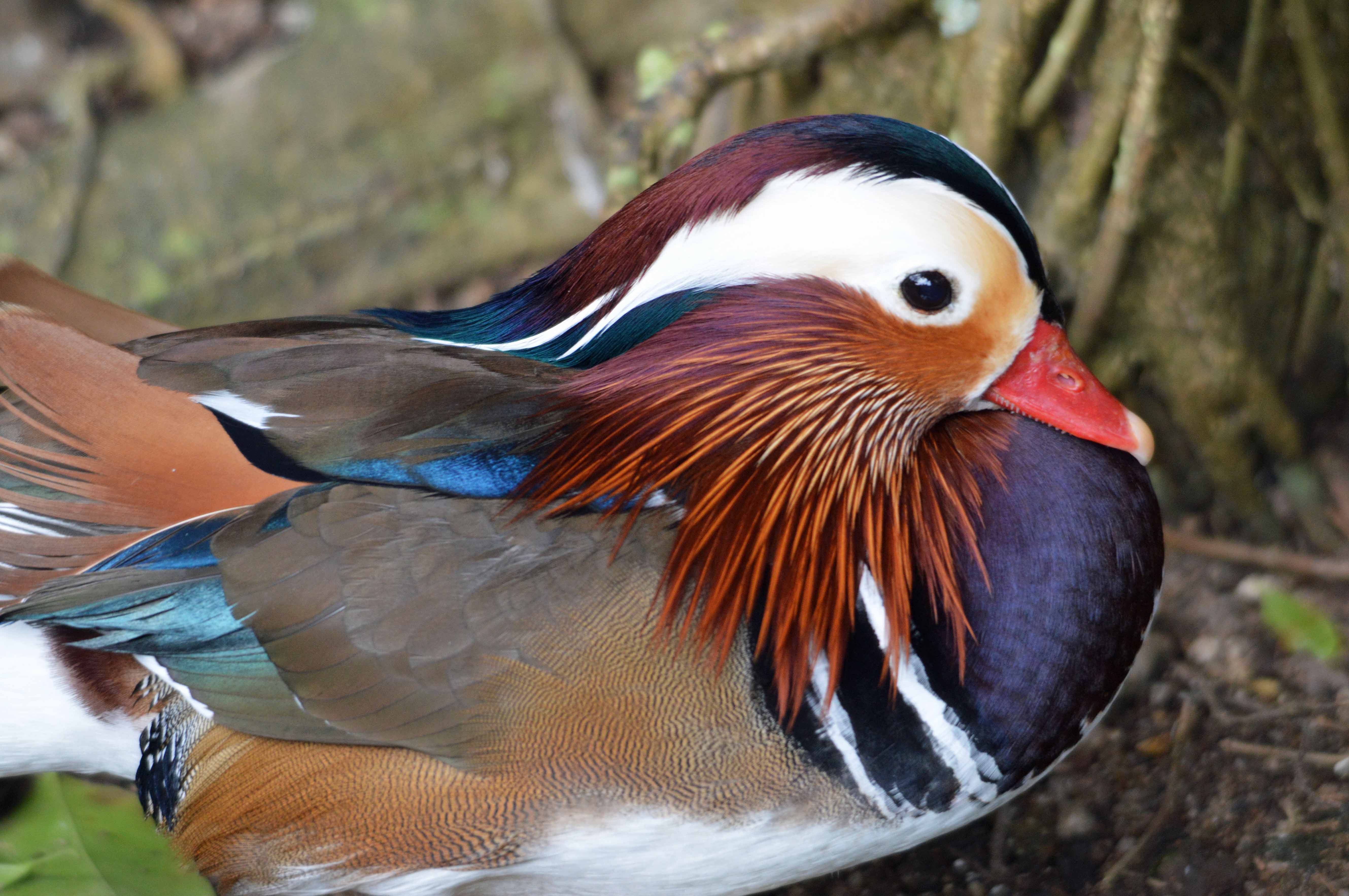 Mandarin Duck. China. Birdworld Kuranda. Photo: David Clode.
