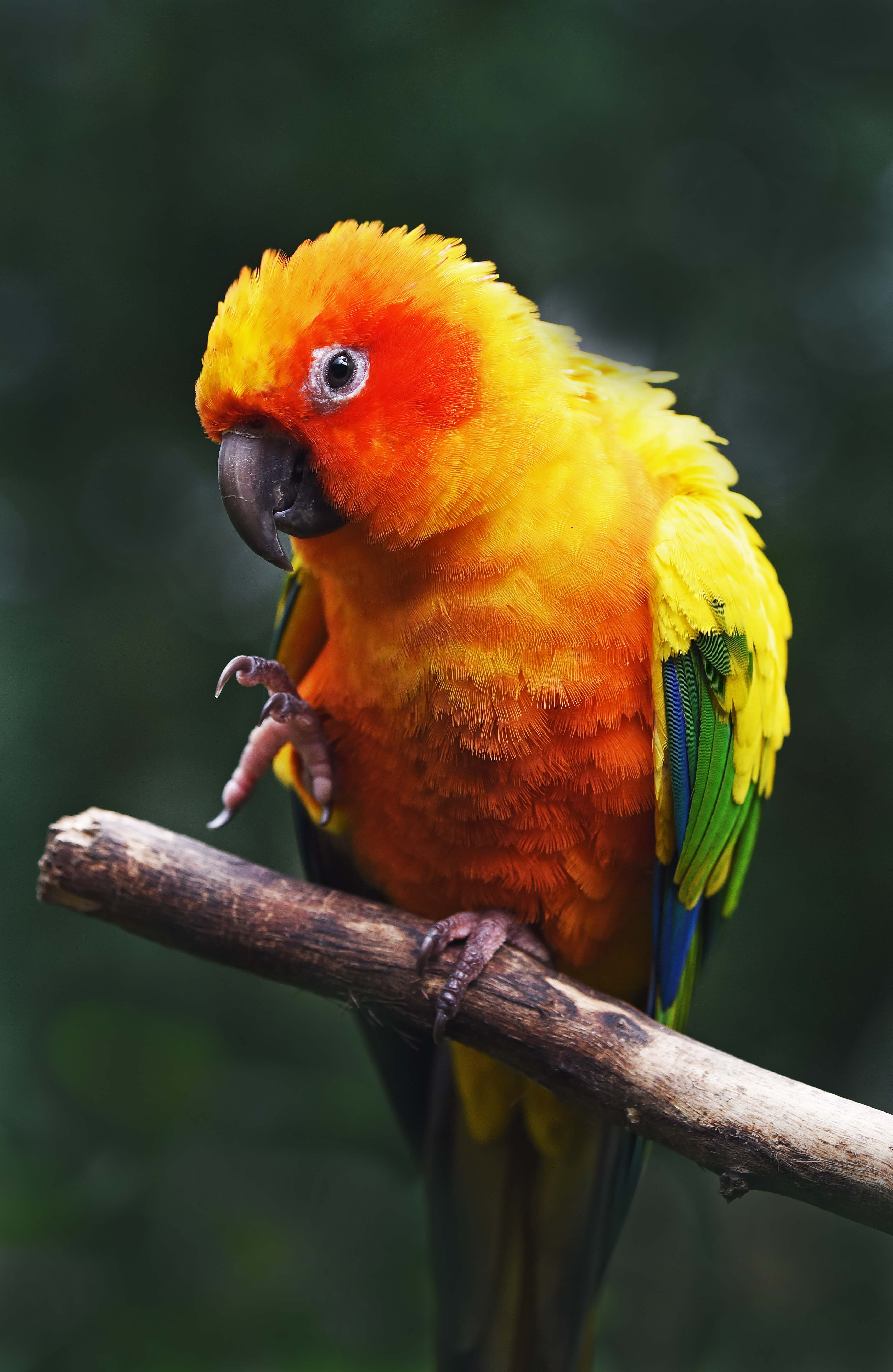 Sun Conure. Photo: david Clode.