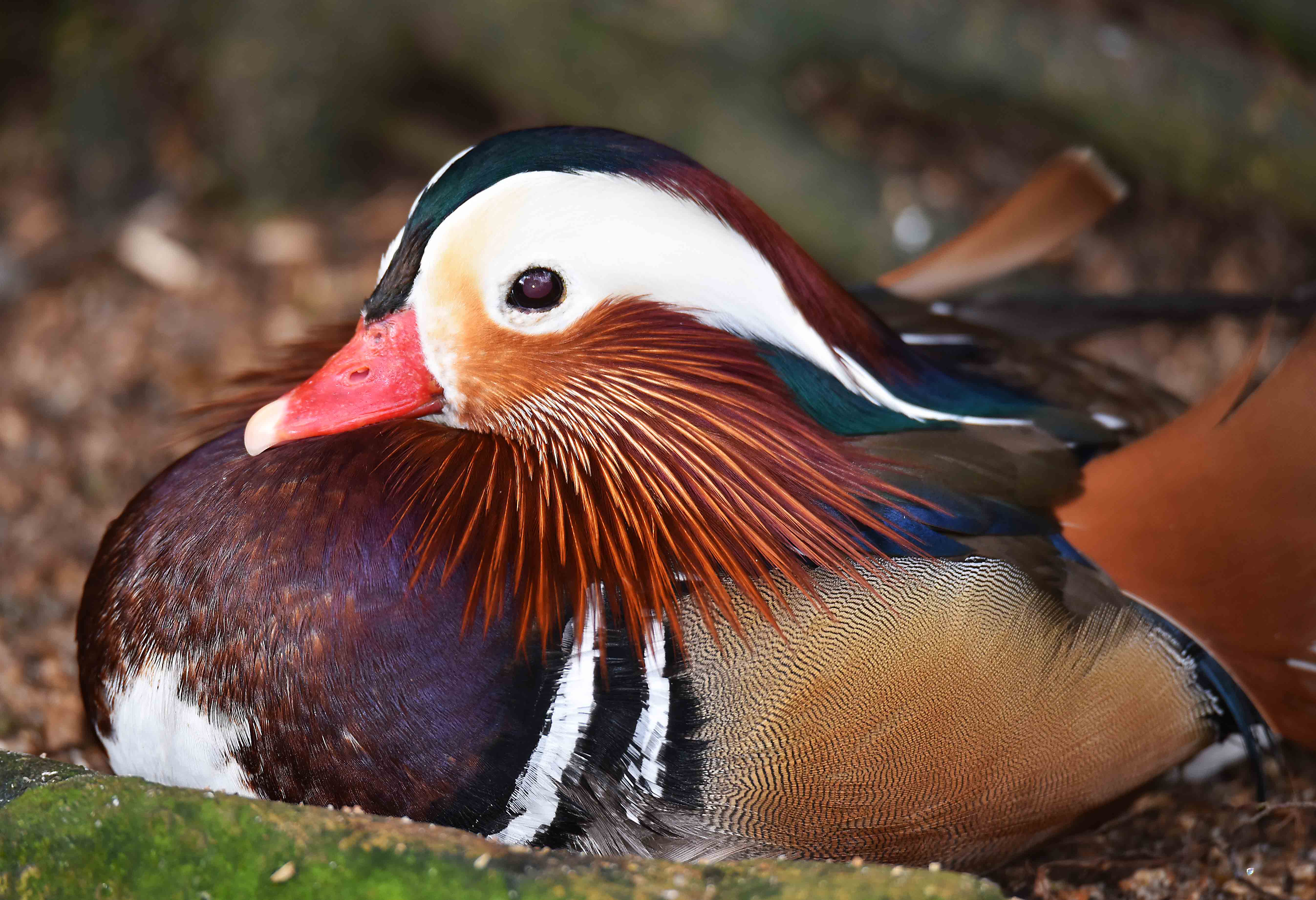 Mandarin duck from China. Birdworld. Photo: David Clode.