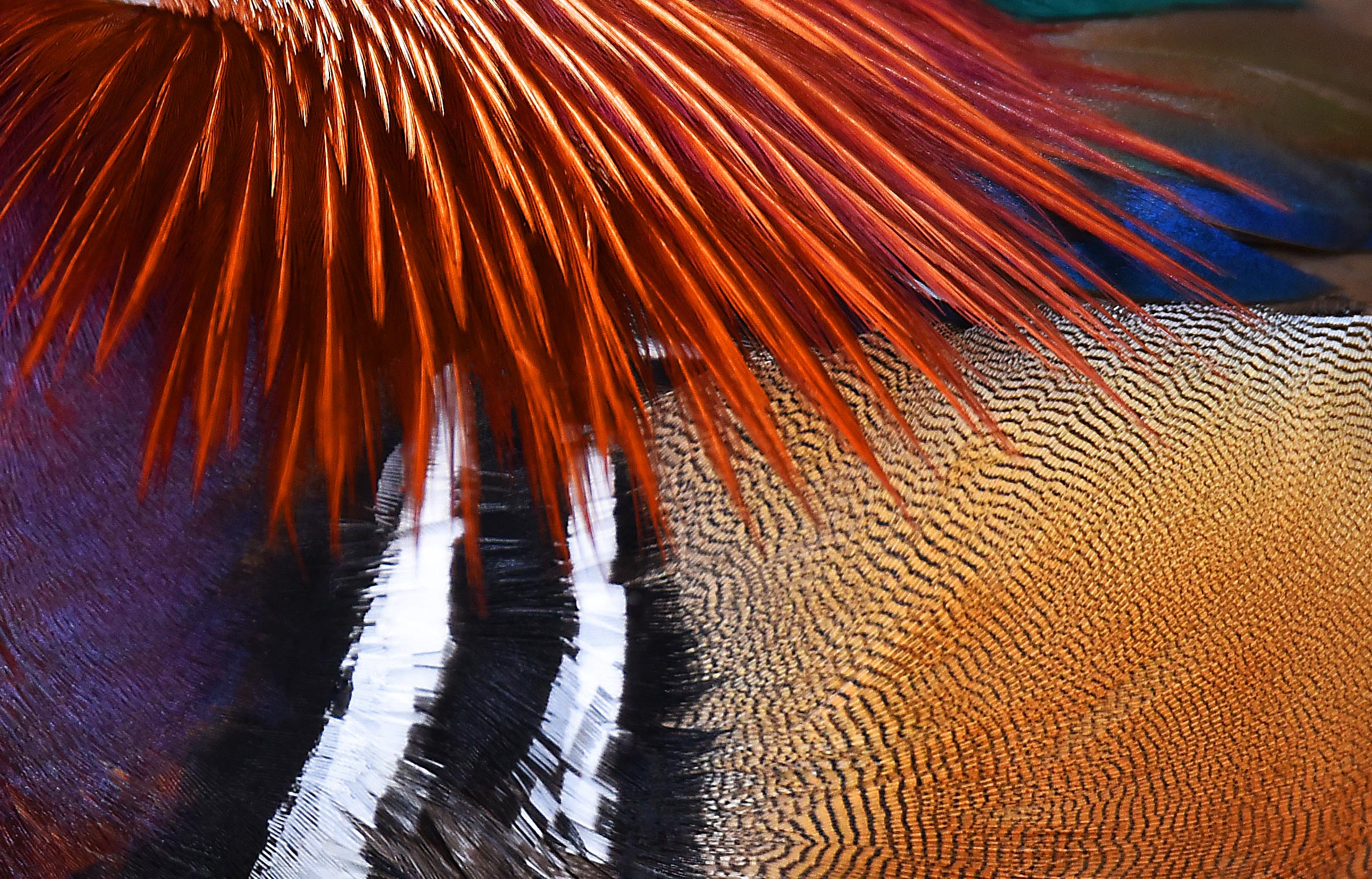 Mandarin plumage. Photo: David Clode.