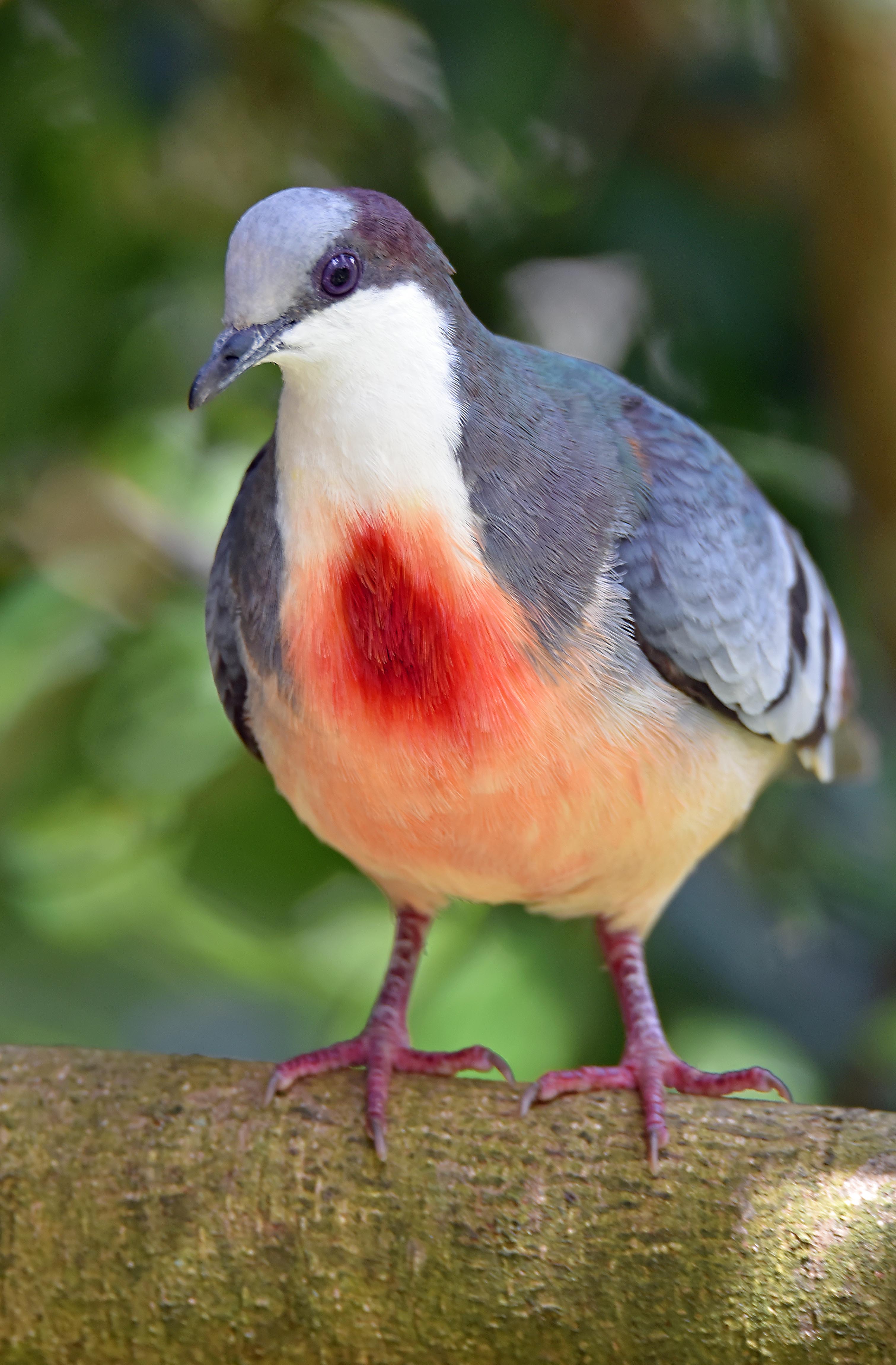 Luzon Bleeding Heart pigeon. Kuranda Birdworld. Photo: David Clode.