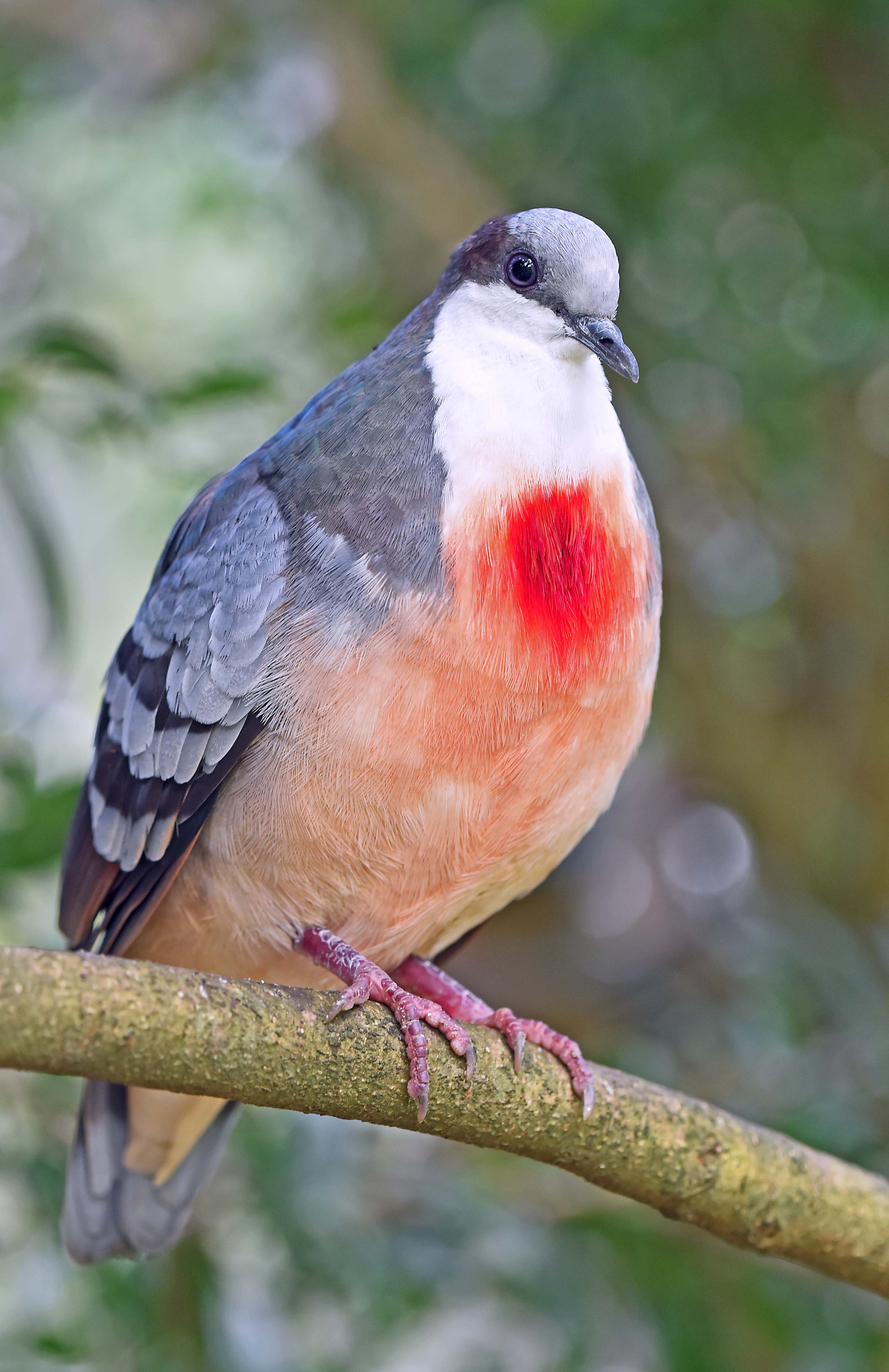 Bleeding-heart pigeon. Photo: David Clode.