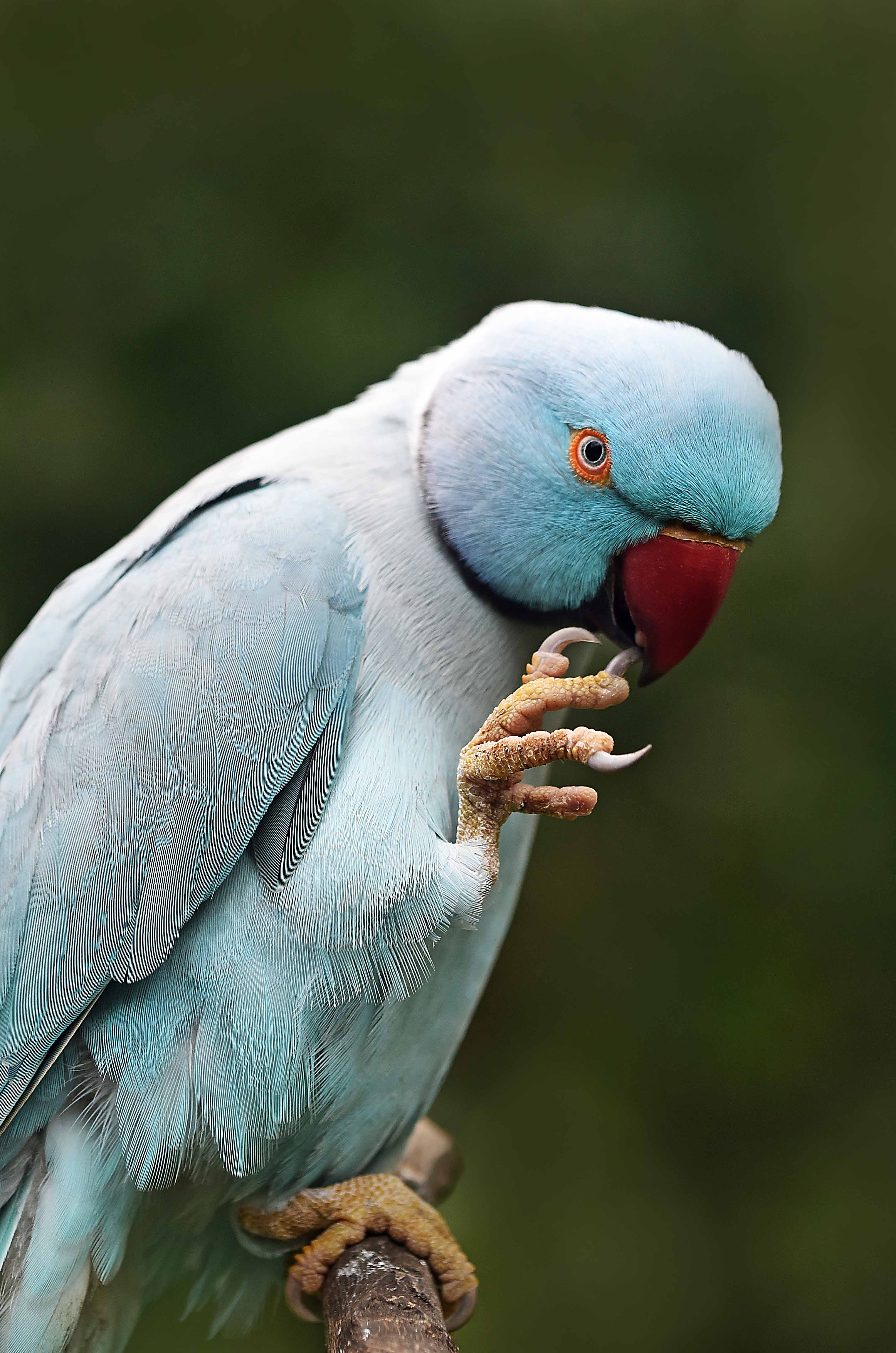 Do-it-yourself pedicure. Possibly a blue form of the Indian Ringneck parrot. Phot: Kuranda Birdworld. David Clode.